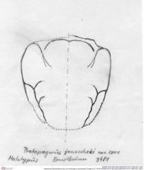 Historische Skizze/Zeichnung von Protopagurus janoscheki (Fraaije et al., 2019) (NHMW-AFW-GEO-BACHMAYER-FOTO-1990-0041-3481)